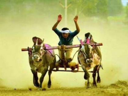 As many as 703 owners have registered for the first bullock cart race in Ambegaon taluka | आंबेगाव तालुक्यात होणाऱ्या राज्यातील पहिल्या बैलगाडा शर्यतीसाठी तब्बल ७०३ मालकांची नावनोंदणी