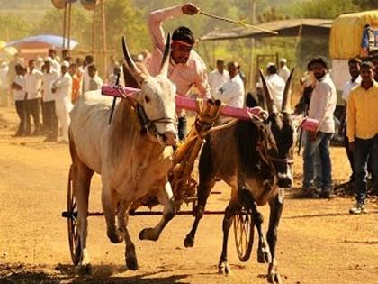 Bellagada Racehorse Travel Dew; Result of rural economy too | बैलगाडा शर्यतीविना यात्रा ओस; ग्रामीण अर्थव्यवस्थेवरही परिणाम