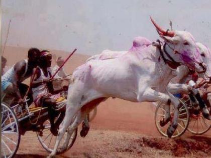 Unlicensed bullock cart races increased in the morning | Bull Cart Race : पहाटेच्यावेळी विनापरवाना बैलगाडी शर्यती वाढल्या, अटी-शर्तींमुळे संयोजक मेटाकुटीला