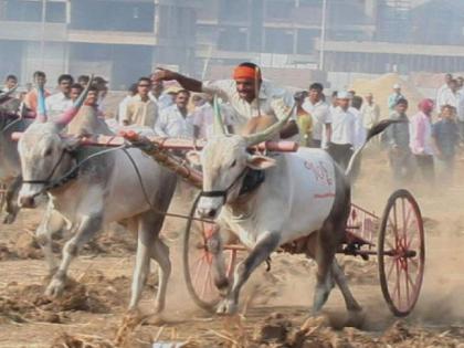 Organizing bullock cart race at Nangole in Sangli district | सांगली जिल्ह्यात उडणार बैलगाडी शर्यतीचा धुरळा, शर्यतीस मिळाली परवानगी