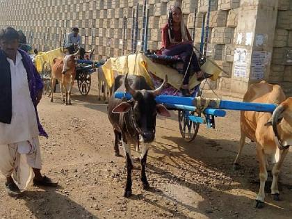 Gujarat's shepherd fascinated by ox and bullock cart in bhandara district | गुजरातच्या मेंढपाळाला जिल्ह्यातील बैल व बंडीची भुरळ