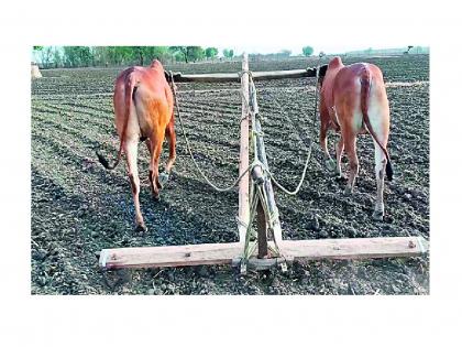 unique bullock pair in wani yavatmal become topic of discussion in district | काय सांगता.. चक्क धुरकऱ्याविना सर्जा-राजा करतात मशागत; नागरिकांत कुतूहल