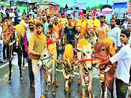 Simplified traditions in cement forests, bullocks' procession taken in many places | सिमेंटच्या जंगलातही जपली परंपरा, अनेक ठिकाणी काढण्यात आल्या बैलांच्या मिरवणुका