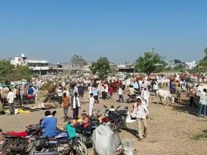 The cattle market in Yavatmal district was bustling | यवतमाळ जिल्ह्यातील गुरांच्या बाजारात वर्दळ वाढली