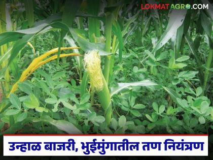 Latest News Read in detail about intercropping and weed control in summer millet and groundnut | उन्हाळ बाजरी, भुईमुंगातील आंतरमशागत आणि तण नियंत्रण कसे करावे, वाचा सविस्तर Latest News Read in detail about intercropping and weed control in summer millet and groundnut | उन्हाळ बाजरी, भुईमुंगातील आंतरमशागत आणि तण नियंत्रण कसे करावे, वाचा सविस्तर