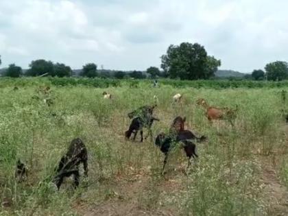 Farmer of Yavatmal district finally released the animals into the crop | यवतमाळ जिल्ह्यातील बळीराजाने अखेर जनावरे पिकात सोडली