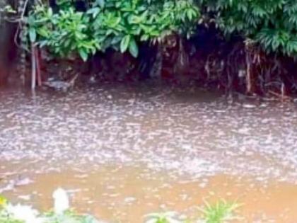 Once again, chemically mixed water in Aboda Ohola; During the rainy season, fish perish | पुन्हा एकदा बेतोडा ओहोळात रसायन मिश्र पाणी; ऐन पावसाळ्यात मासे गतप्राण