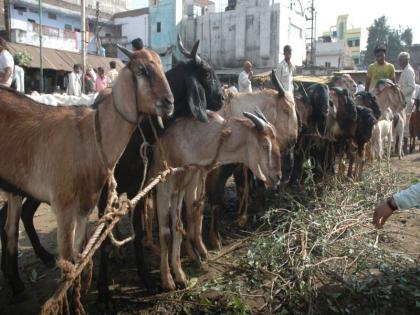 Instead of cutting cattle 'cattle, Kek Kappa, an RSS spokesman appealed for the Muslim National Forum | बकरी ईदला जनावरं कापण्याऐवजी केक कापा, RSS प्रणित मुस्लिम राष्ट्रीय मंचचं आवाहन