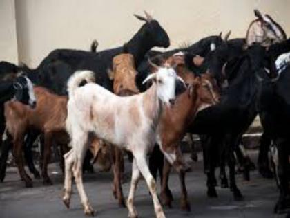 A thief stealing thousands of goats, not one or two; Seeing the 'style' of the theft, the police also went crazy | Video : तब्बल हजारच्यावर बकऱ्या पळविणारा 'तो' गजाआड ;चोरीच्या 'स्टाईल'ने पोलीसही चक्रावले