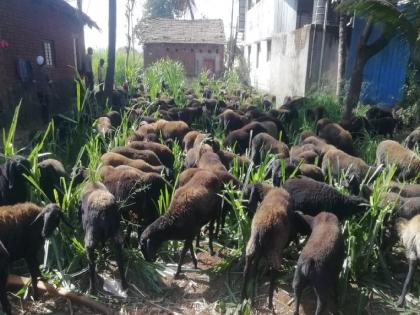 Sant Balumama Trust flock of sheep in crops, loss to farmers in kolhapur | Kolhapur News: बाळूमामांची बकरी घुसतात उभ्या पिकात, शेतकऱ्यांना सोसावा लागतोय तोंड दाबून बुक्क्यांचा मार 