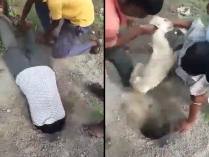 man risked his life to save the goat, got into a deep hole and pulled her | शेळीला वाचवण्यासाठी स्वतःचा जीव घातला धोक्यात, खोल खड्ड्यात घुसूला अन्...पाहा व्हिडिओ