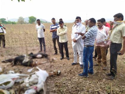 32 goats killed, 5 injured in lightning strike at chandrapur | वीज पडून ३२ शेळ्यांचा मृत्यू, पाच जखमी; गुराखीही गंभीररित्या जखमी