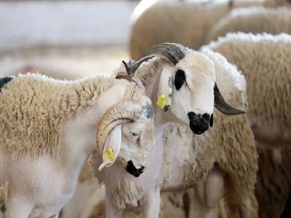Bakrid-Eid-morocco-king-mohammed-vi-bans-qurbani-on-bakri-eid | 'बकरी ईदला प्राण्यांची कुर्बानी देणार नाही', मुस्लिमबहुल देशाने घेतला मोठा निर्णय; कारण काय? Bakrid-Eid-morocco-king-mohammed-vi-bans-qurbani-on-bakri-eid | 'बकरी ईदला प्राण्यांची कुर्बानी देणार नाही', मुस्लिमबहुल देशाने घेतला मोठा निर्णय; कारण काय?