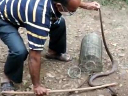 Cobra went to catch rats and got stuck in a cage! | उंदीर पकडायला गेले अन् नागोबा पिंजऱ्यात अडकले!