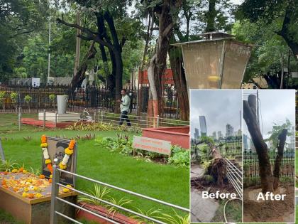 Replanting of fallen tree near Balasaheb Thackeray's memorial | बाळासाहेब ठाकरेंच्या स्मृतिस्थळाजवळ कोसळलेल्या झाडाचं पुनर्रोपन