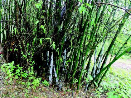 Dr. new species of bamboo in the Sahyadri. Name of Madhav Gadgil | सह्याद्रीतील बांबूच्या नव्या प्रजातीला डॉ. माधव गाडगीळ यांचे नाव