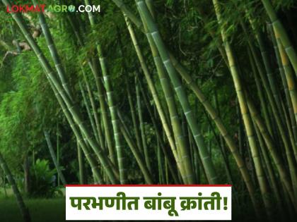 latest news Bamboo Cultivation: Parbhani will become a bamboo hub; First research center in the state Read in detail | Bamboo Cultivation : परभणीत होणार बांबू हब; राज्यातील पहिले संशोधन केंद्र वाचा सविस्तर latest news Bamboo Cultivation: Parbhani will become a bamboo hub; First research center in the state Read in detail | Bamboo Cultivation : परभणीत होणार बांबू हब; राज्यातील पहिले संशोधन केंद्र वाचा सविस्तर
