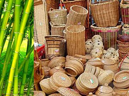 राज्यात बांबू उत्पादनामुळे मिळणार ५ लाख नोकऱ्या; मंत्रिमंडळ बैठकीत मंजुरी - Marathi News | Bamboo production will create 5 lakh jobs in the state; Cabinet meeting approves | Latest News at Lokmat.com राज्यात बांबू उत्पादनामुळे मिळणार ५ लाख नोकऱ्या; मंत्रिमंडळ बैठकीत मंजुरी - Marathi News | Bamboo production will create 5 lakh jobs in the state; Cabinet meeting approves | Latest News at Lokmat.com