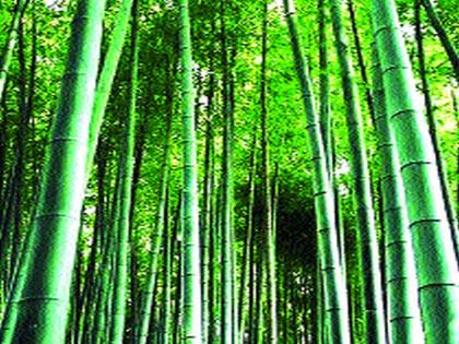 Human beings are forests, whereas the bamboo's relationship is till the last moment | मनुष्याचे नाते जंगलाशी, तर बांबूचे नाते हे शेवटच्या क्षणापर्यंत