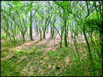  Bamboo gardens in five acres on Taljai hill | तळजाई टेकडीवर पाच एकरमध्ये बांबूचे उद्यान