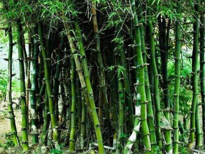 In the eastern suburbs, bamboo groves; | पूर्व उपनगरात ,बांबूच्या बनात; डुप ते विक्रोळी पट्ट्यातील नागरिकांना आणखी मुबलक प्रमाणात ऑक्सिजन मिळणार