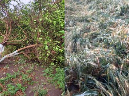 Crops in 100 hectares affected by untimely rain, hail; Two cows dead, two houses damaged due to lightning | पाऊस, गारपिटीने १०० हेक्टरातील पिके बाधित; वीज पडून दोन गाई मृत, दोन घरांचे नुकसान  