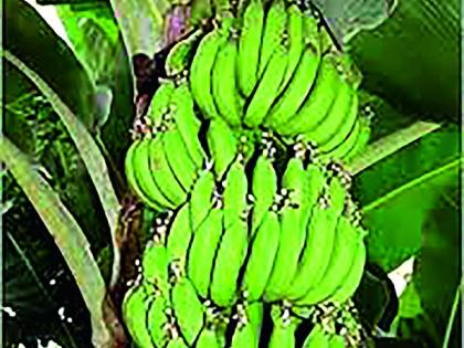 Falling bananas in Jalgaon due to Andhra banana | आंध्रतील केळीमुळे जळगावातील केळी भावात घसरण