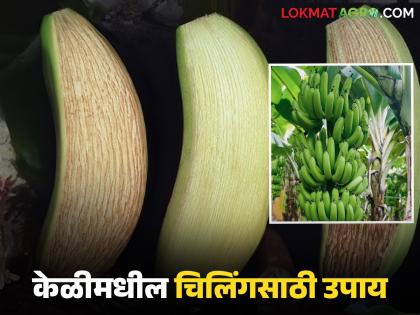Chilling disease outbreak on bananas due to sudden increase in cold; Take 'this' simple measure to control it | थंडी अचानक वाढल्याने केळीवर चिलिंगचा प्रादुर्भाव; नियंत्रणासाठी करा 'हे' सोपे उपाय Chilling disease outbreak on bananas due to sudden increase in cold; Take 'this' simple measure to control it | थंडी अचानक वाढल्याने केळीवर चिलिंगचा प्रादुर्भाव; नियंत्रणासाठी करा 'हे' सोपे उपाय