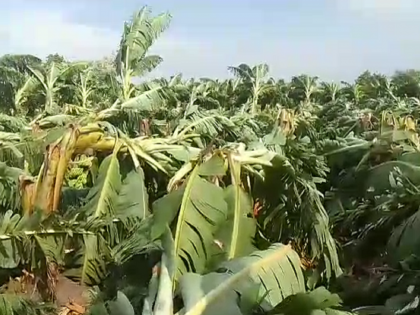 Banana orchards destroyed by storm, loss of lakhs in Pathari | Video: क्षणात झालं होत्याचं नव्हतं! वादळीवाऱ्याने केळीच्या बागा भुईसपाट, लाखोंचे नुकसान