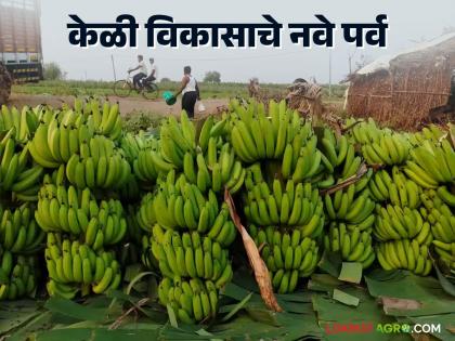 Latest News Jalgaon's famous bananas now exports and cold storage should improve | जळगावच्या केळीने नंदनवन फुलवले, आता निर्यात अन् कोल्ड स्टोरेज चांगलं व्हायला हवं Latest News Jalgaon's famous bananas now exports and cold storage should improve | जळगावच्या केळीने नंदनवन फुलवले, आता निर्यात अन् कोल्ड स्टोरेज चांगलं व्हायला हवं