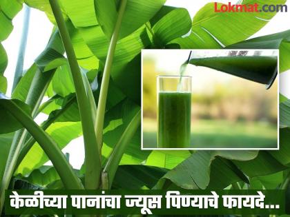 Amazing health benefits of banana leaf juice and stem juice | केळीच्या पानांचा ज्यूस पिण्याचे एकापेक्षा एक फायदे, शरीरातील अनेक समस्या लगेच होतील दूर...