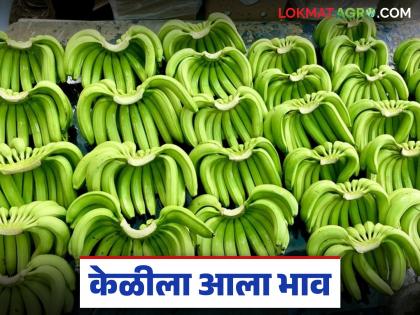 latest news Banana Market: Banana makes a huge comeback; Price hits record high Read in detail | Banana Market : केळीची जबरदस्त कमबॅक; दर थेट उच्चांकावर वाचा सविस्तर latest news Banana Market: Banana makes a huge comeback; Price hits record high Read in detail | Banana Market : केळीची जबरदस्त कमबॅक; दर थेट उच्चांकावर वाचा सविस्तर