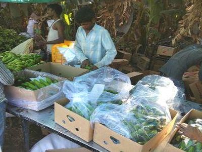 In Barahanpur, there is fluctuation in banana in November | बऱ्हाणपूर येथे नोव्हेंबर महिन्यात केळी भावात चढउतार सुरूच