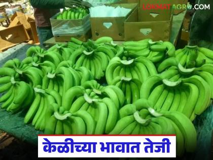 Banana Market : केळी उत्पादकांना दिलासा; महिन्यानंतर भावात मोठी उसळी वाचा सविस्तर