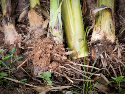 The root of banana is beneficial for health, Know its use | केळीच नाही तर केळीच्या मुळांचाही होतो आरोग्याला फायदा, जाणून घ्या कसा!