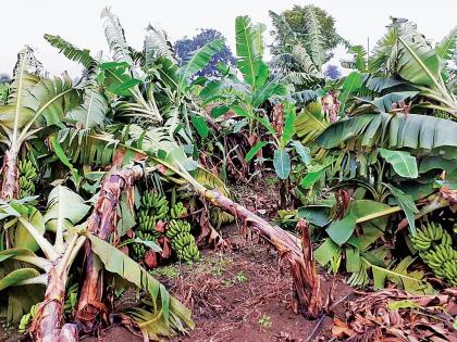 Vidarbha receives periodic rains; Hailstorm in many districts | विदर्भाला अवकाळी पावसाचा तडाखा; अनेक जिल्ह्यांत गारपीट