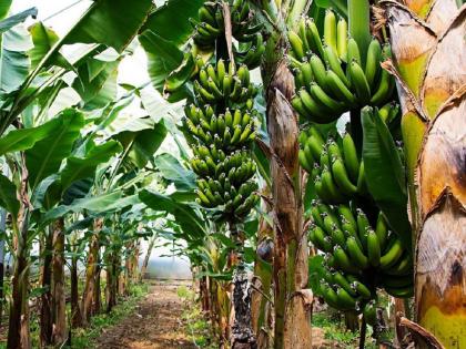 Ardhapuri banana market price; But due to delay in harvesting, farmers are worried | अर्धापुरी केळीला बाजारात आला भाव; पण काढणीस विलंब होत असल्याने शेतकरी हवालदिल