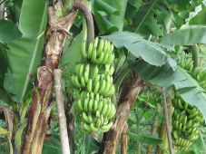 The papaya plants were harvested by Mathefiru in a tapeworm | नळवे शिवारात माथेफिरुने कापली पपई झाडे The papaya plants were harvested by Mathefiru in a tapeworm | नळवे शिवारात माथेफिरुने कापली पपई झाडे