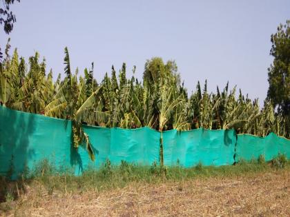 tension of border inspection centre anger among banana producers jalgaon | जळगाव : सीमा तपासणी केंद्राचा ‘ताप’, केळी उत्पादकांमध्ये संताप!