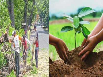 A question mark over the process of the four and a half crore tender for planting trees on various state highways and district roads in Kolhapur district | Kolhapur: रस्ता रुंदीकरणासाठी झाडे तोडली, आता झाडे लावण्यासाठी साडेचार कोटींचे 'टेंडर'; प्रक्रियेबद्दल प्रश्नचिन्ह