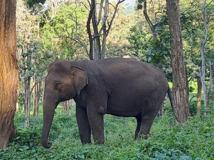 Two killed in attack by three elephants, incident near Bandhavgarh Tiger Reserve | कळपातील सहकाऱ्यांच्या मृत्युमुळे हत्ती खवळले? तीन हत्तींच्या हल्ल्यात दोघांचा मृत्यू, बांधवगडजवळील घटना