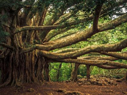 That baniyan tree attempted to fall down: high court's cognizance | ते वडाचे झाड तोडण्याचा प्रयत्न : हायकोर्टाची दखल