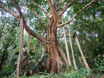 banyan tree is extremely beneficial for health | वटसावित्रीची पुजा करताय? वटवृक्षाचे आरोग्यदायी महत्त्व तरी समजुन घ्या, कल्पवृक्षाप्रमाणे फायद्याचे