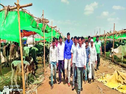 1,000 animals in the Undavdi supe camp at Baramati taluka | बारामती तालुक्यातील उंडवडी सुपेच्या चारा छावणीत १ हजार जनावरांचा टप्पा पूर्ण