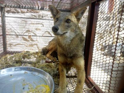 Sensation caused by a wolf in the city at Baramati | बारामती शहरात भरवस्तीमध्ये लांडगा शिरल्याने खळबळ