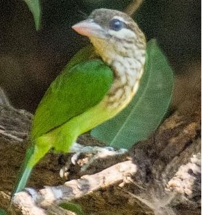 The first recorded white-cheeked copper bird in Vidarbha is in the forest of Melghat | पांढऱ्या गालाच्या तांबट पक्ष्याची मेळघाटच्या जंगलात पहिलीच नोंद