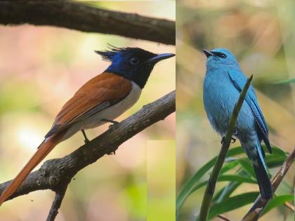 37 species of birds observed at Panhala, Birds of Kolhapur's winter campaign begins | पन्हाळ्यावर निरीक्षणात आढळल्या ३७ पक्ष्यांच्या प्रजाती, बर्डस ऑफ कोल्हापूरच्या हिवाळी मोहिमेस प्रारंभ