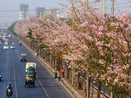 Basant Rani trees in Mumbai | मुंबईत 'बसंत' बहार; विक्रोळी परिसरातील 'बसंत रानी'च्या वृक्षांना बहर