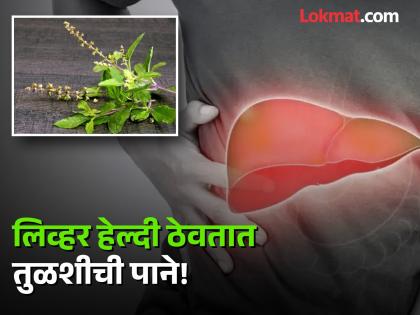 Basil home treatment for damage liver | लिव्हर डॅमेज होण्यापासून बचाव करतात तुळशीची पाने, जाणून घ्या कसं कराल सेवन!