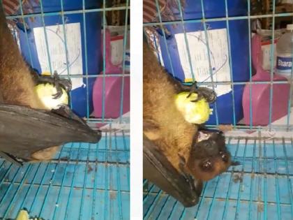 big sale of manja despite ban; bats and pigeon stuck in it; Bird friend saved life! | मांजा बंदी असतानाही सर्रास विक्री; वटवाघुळ आणि कबुतरला फास; पक्षी मित्रामुळे वाचले प्राण!